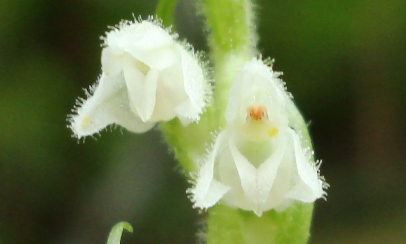 goodyera repens